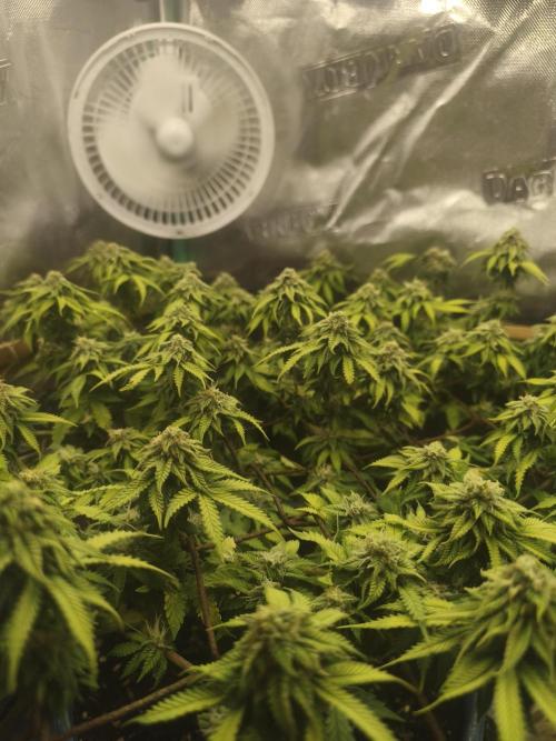 Strawberry Chessecake. Week 13