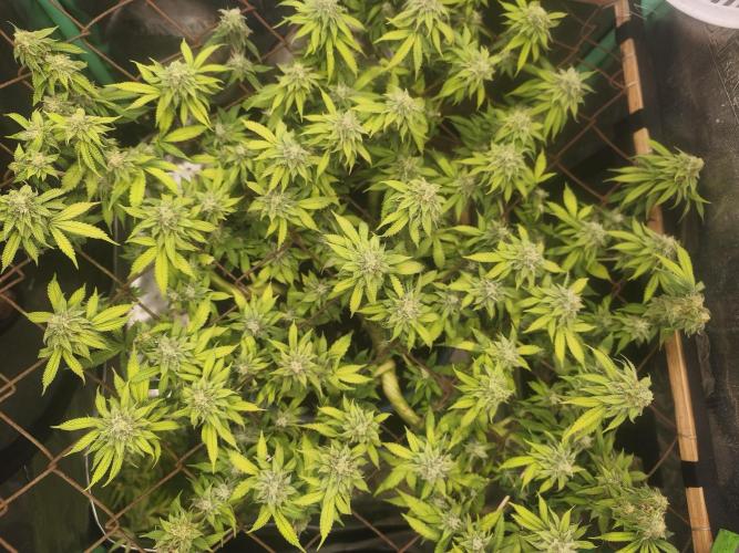 Strawberry Chessecake. Week 13
