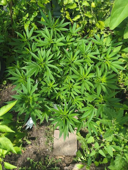 Do-Si. Week 14