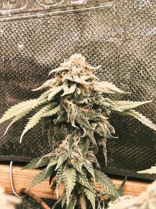 Strawberry Chessecake. Week 14