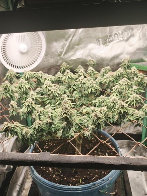 Strawberry Chessecake. Week 14 - 30%light photo