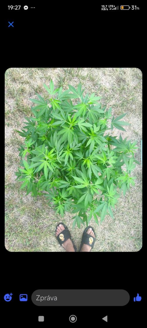 Do-Si. Week 14 - its big 😂😂😂