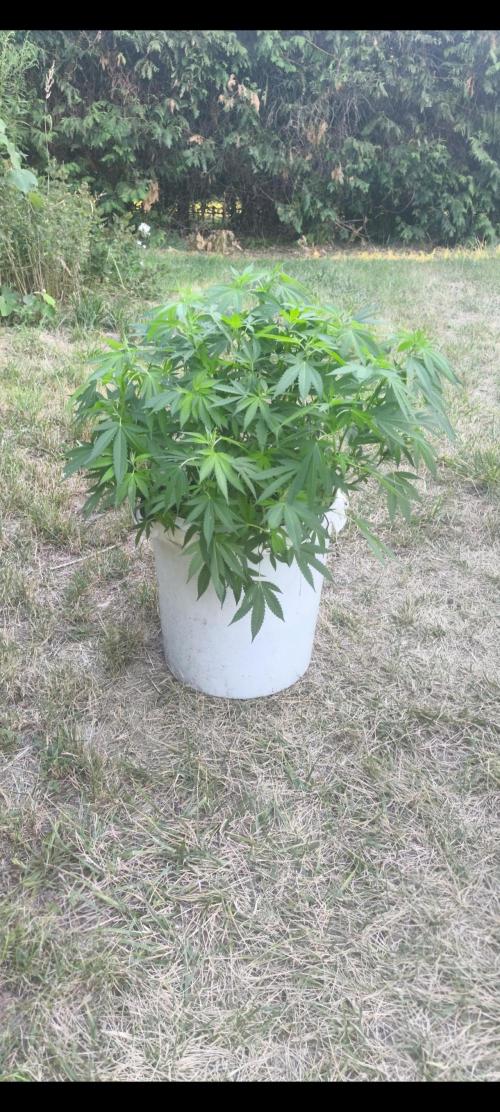 Do-Si. Week 14 - 105cm with pot 