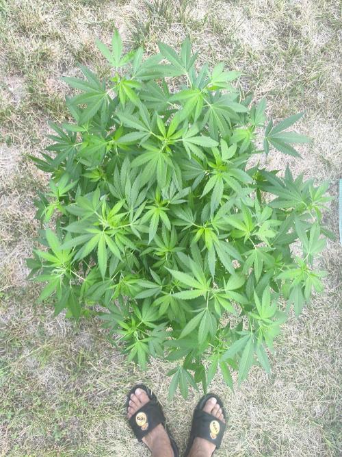 Do-Si. Week 14