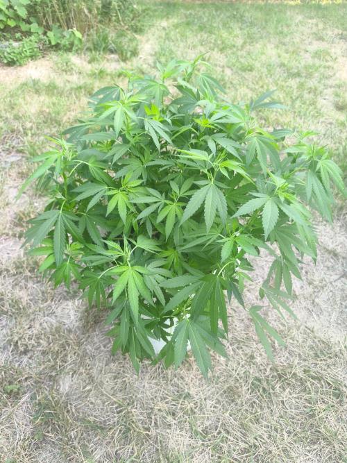 Do-Si. Week 14