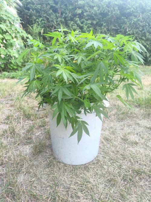 Do-Si-Dos. Week 14