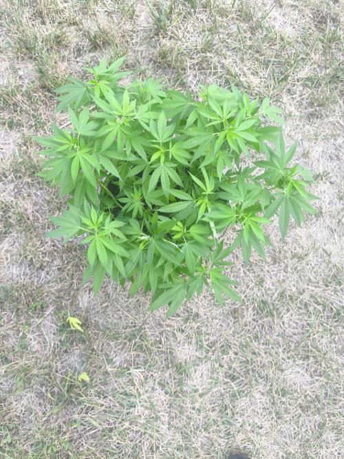 Mimosa. Week 9