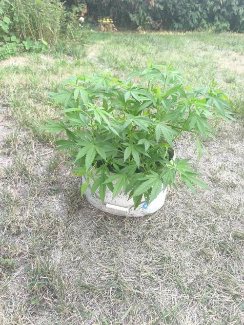 Mimosa . Week 9