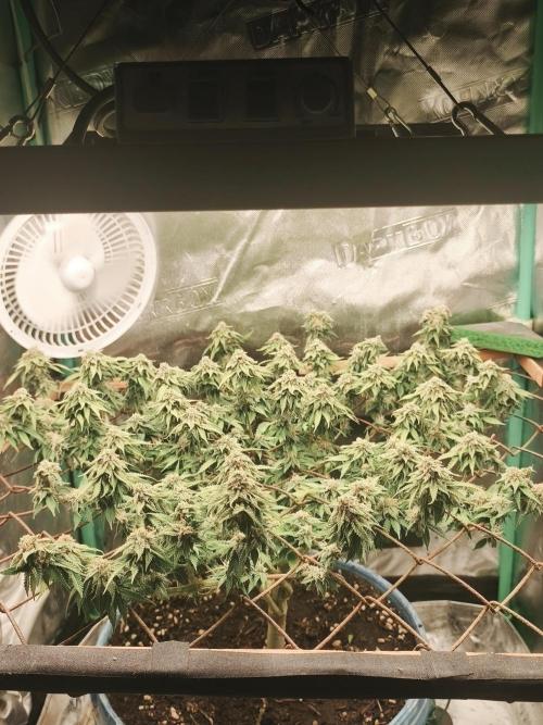 Strawberry Chessecake. Week 14 - 100% light photo