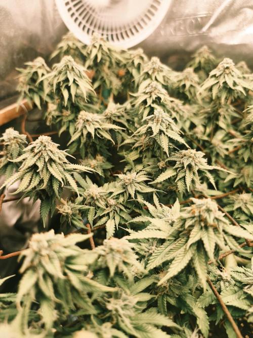 Strawberry Chessecake. Week 14