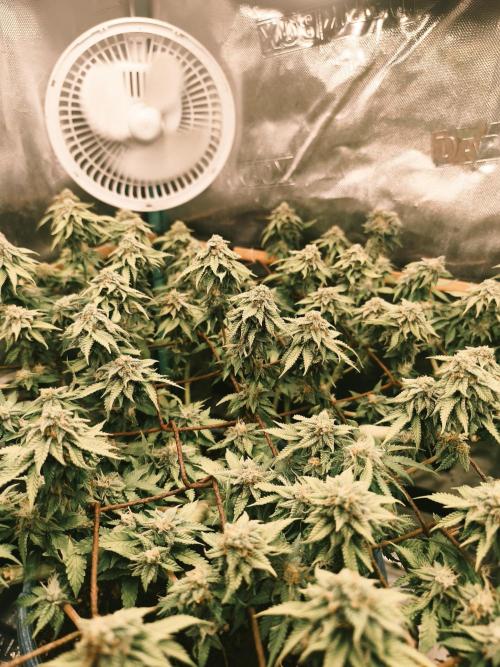Strawberry Chessecake. Week 14