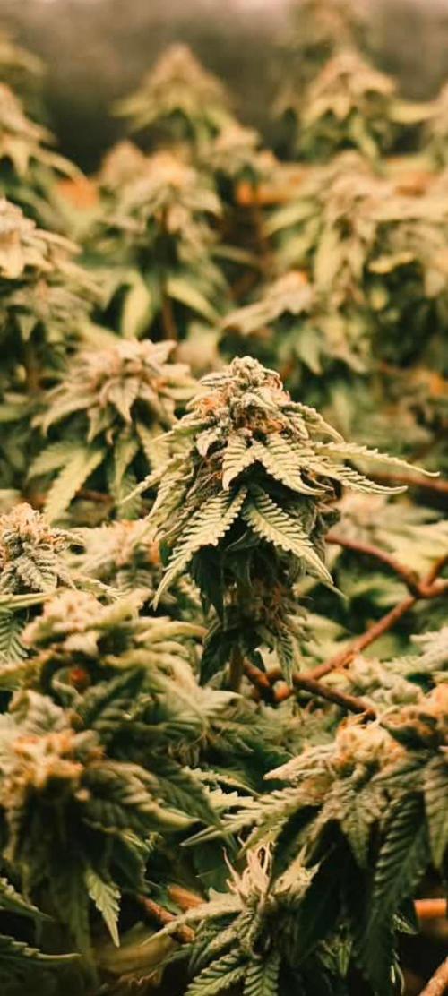 Strawberry Chessecake. Week 15