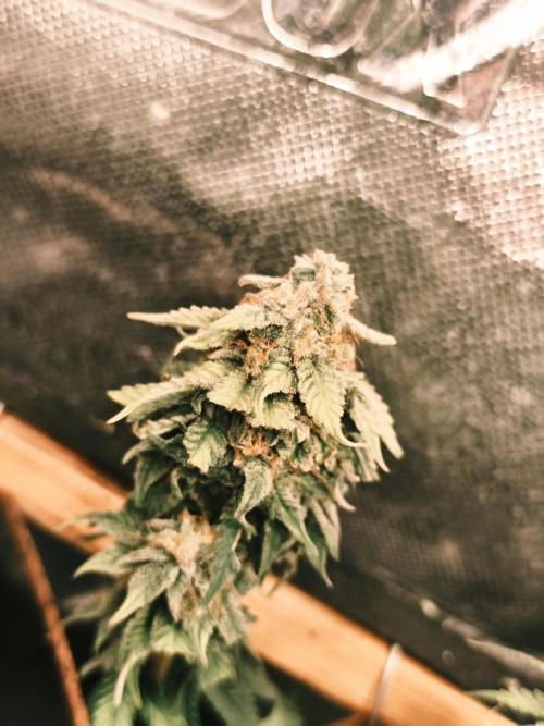 Strawberry Chessecake. Week 15