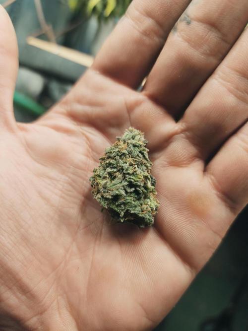 Strawberry Chessecake. Week 16