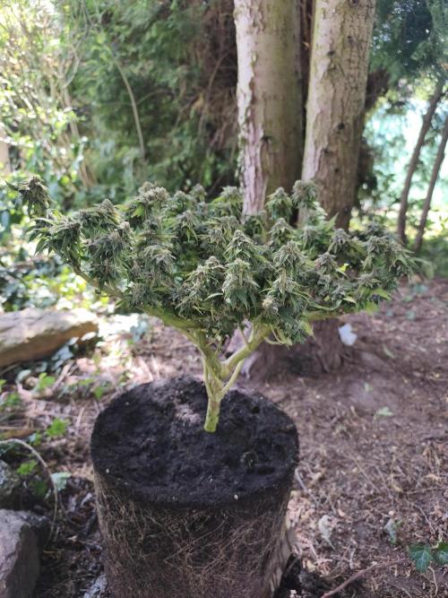 Strawberry Chessecake. Week 16