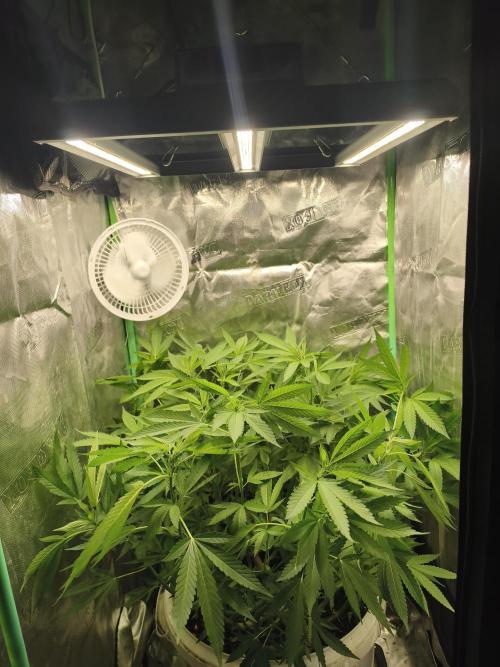 Do-Si. Week 15