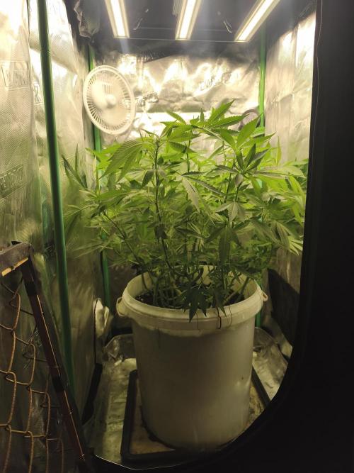 Do-Si. Week 15