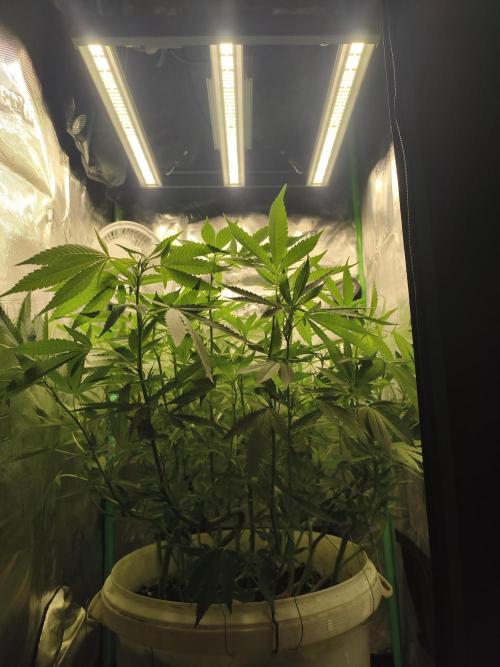 Do-Si. Week 15