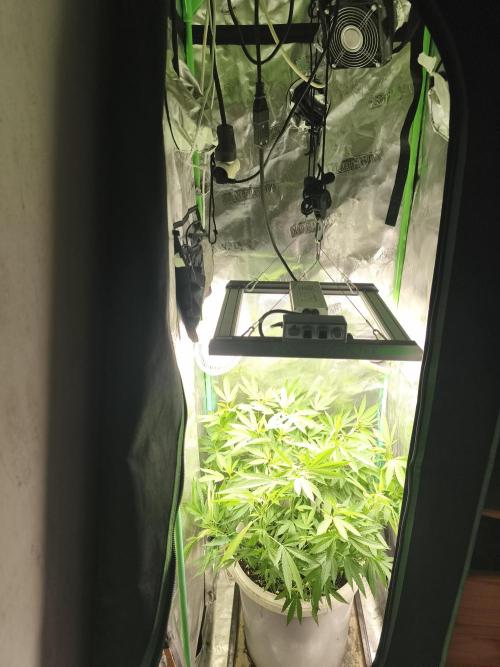 Do-Si. Week 15