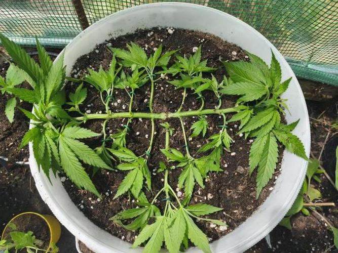 Do-Si-Dos. Week 6