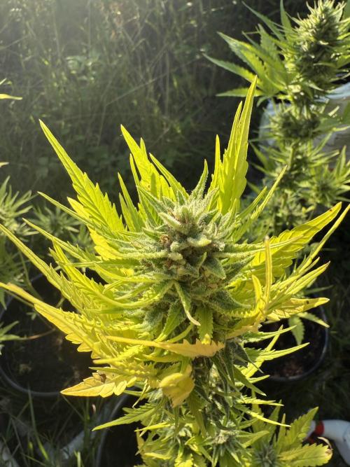 papa_weed