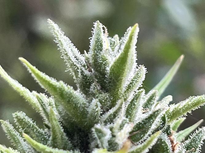 papa_weed