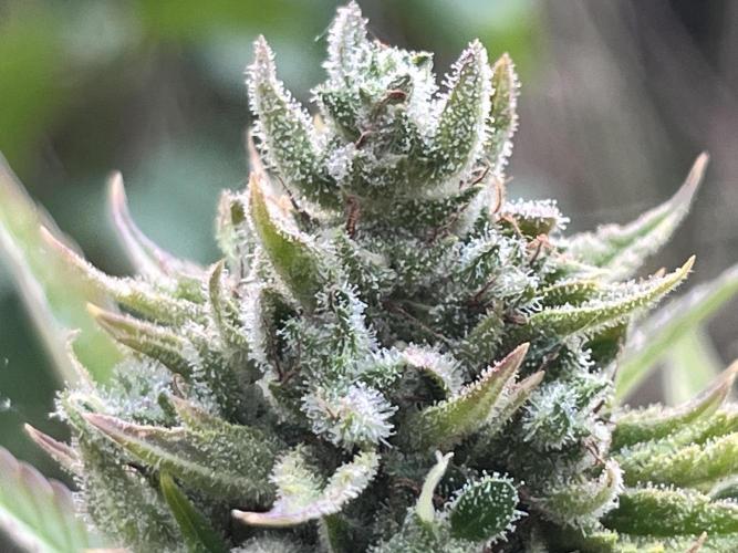 papa_weed