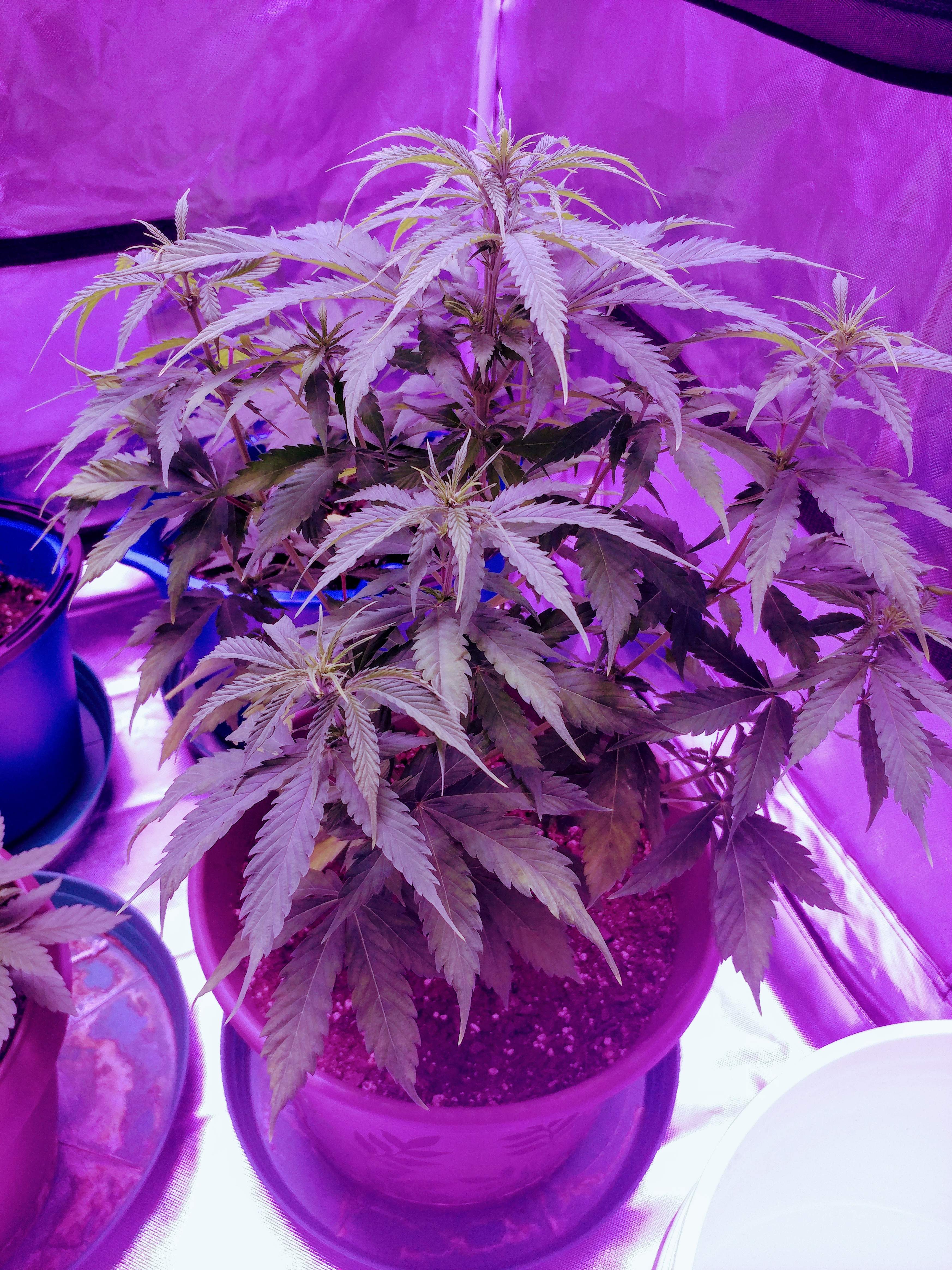 Growers Choice Seeds Blueberry Autoflowering grow diary (journal) week5