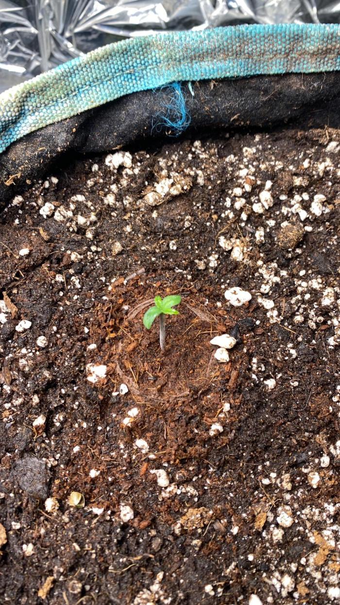 Diablos Delight Auto (SweetSeeds). Week 0