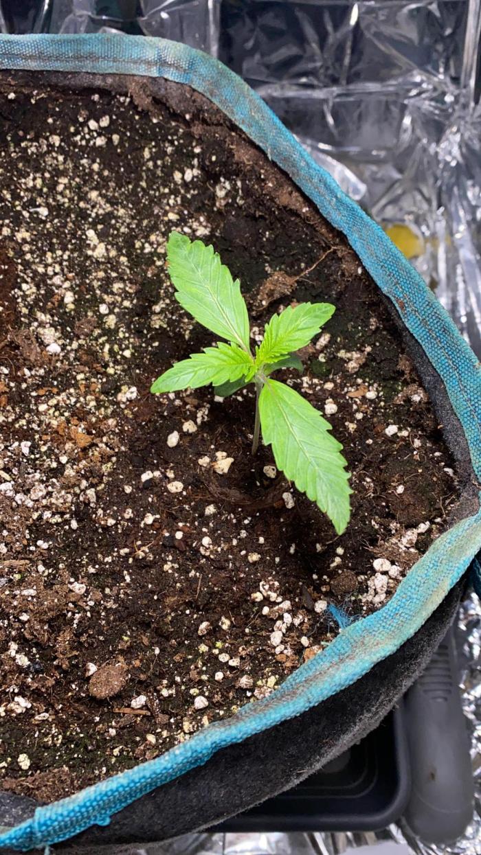 Diablos Delight Auto (SweetSeeds). Week 1