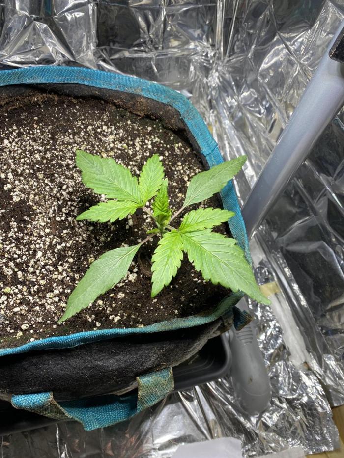 Diablos Delight Auto (SweetSeeds). Week 2