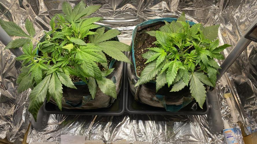 Diablos Delight's XL Auto. Week 3