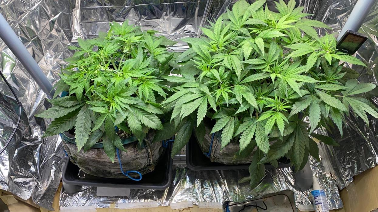 Diablos Delight Auto (SweetSeeds). Week 4