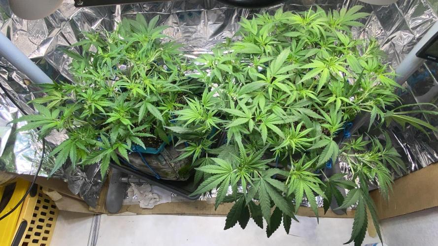 Diablos Delight's XL Auto. Week 5