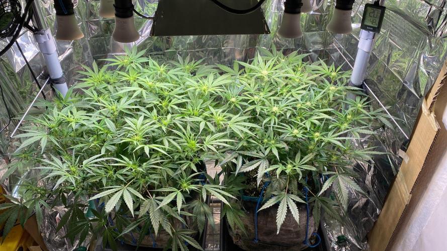 Diablos Delight's XL Auto. Week 6