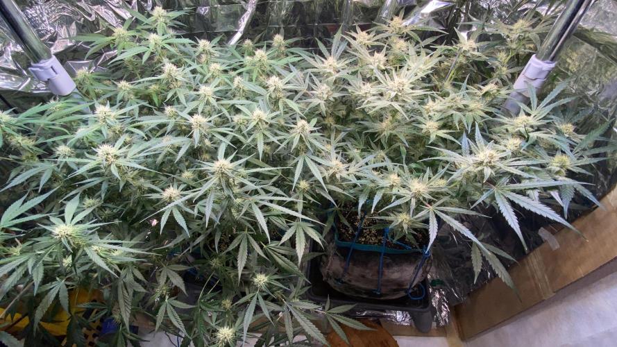Diablos Delight Auto (SweetSeeds). Week 9
