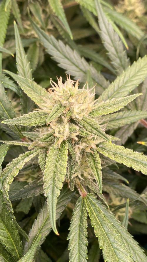Diablos Delight Auto (SweetSeeds). Week 9