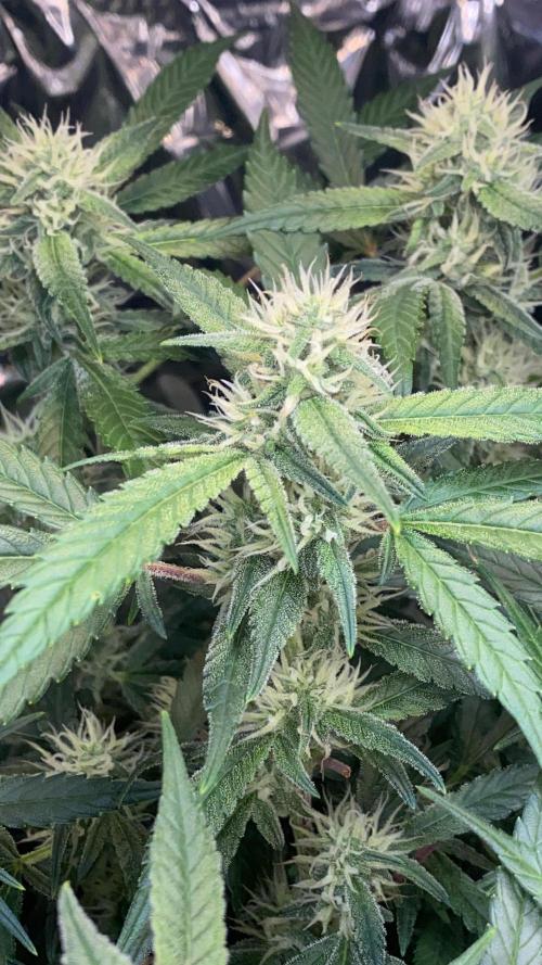 Diablos Delight Auto (SweetSeeds). Week 9
