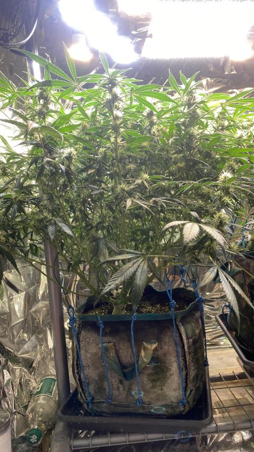 Diablos Delight Auto (SweetSeeds). Week 9