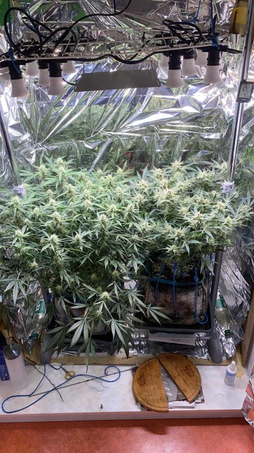 Diablos Delight Auto (SweetSeeds). Week 9