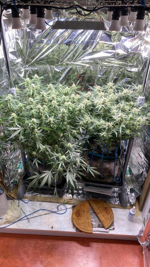 Diablos Delight Auto (SweetSeeds). Week 9