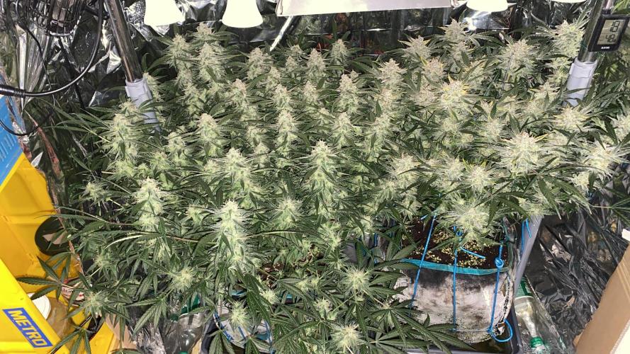 Diablos Delight Auto (SweetSeeds). Week 10