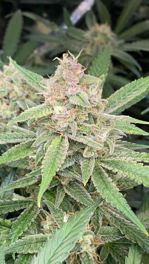 Diablos Delight Auto (SweetSeeds). Week 10
