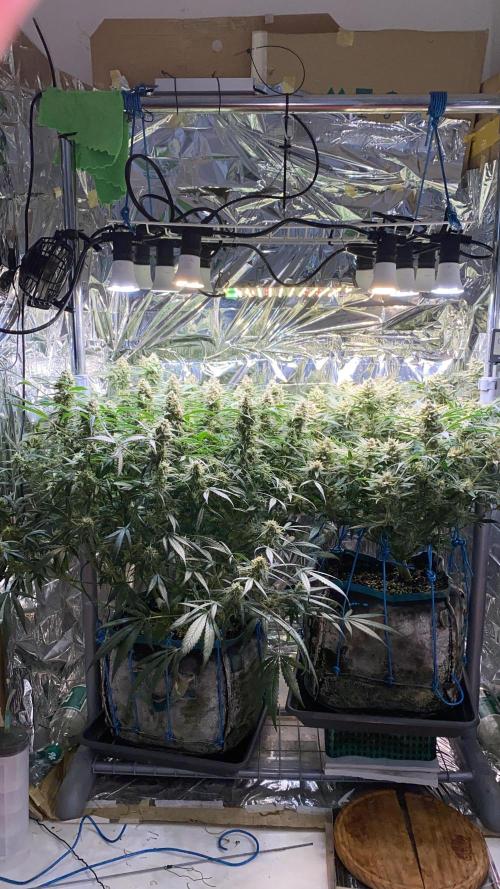 Diablos Delight Auto (SweetSeeds). Week 10