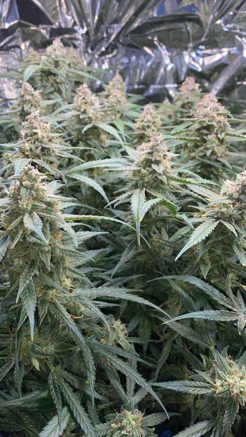 Diablos Delight Auto (SweetSeeds). Week 11