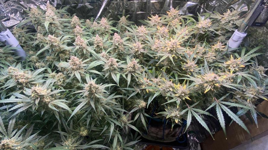 Diablos Delight Auto (SweetSeeds). Week 11
