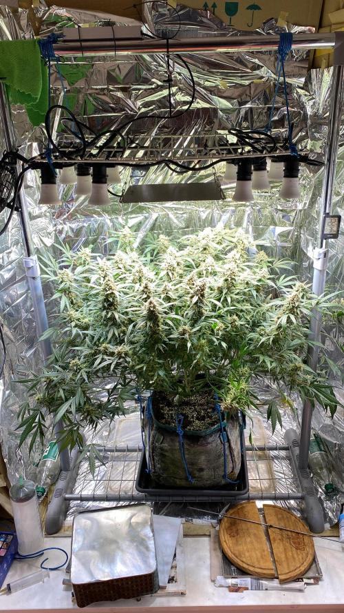 Diablos Delight Auto (SweetSeeds). Week 12