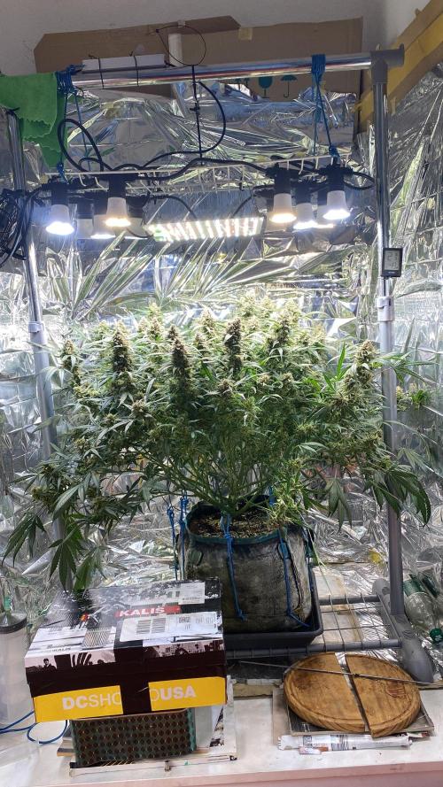 Diablos Delight Auto (SweetSeeds). Week 12