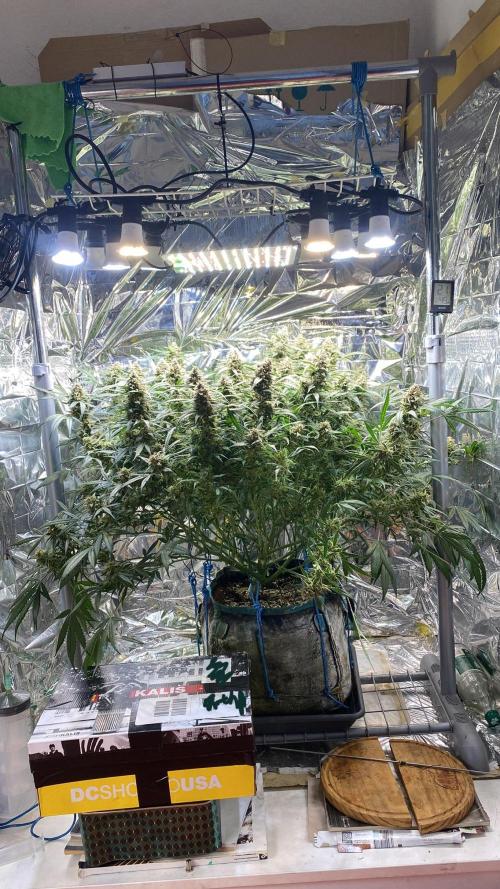 Diablos Delight Auto (SweetSeeds). Week 12