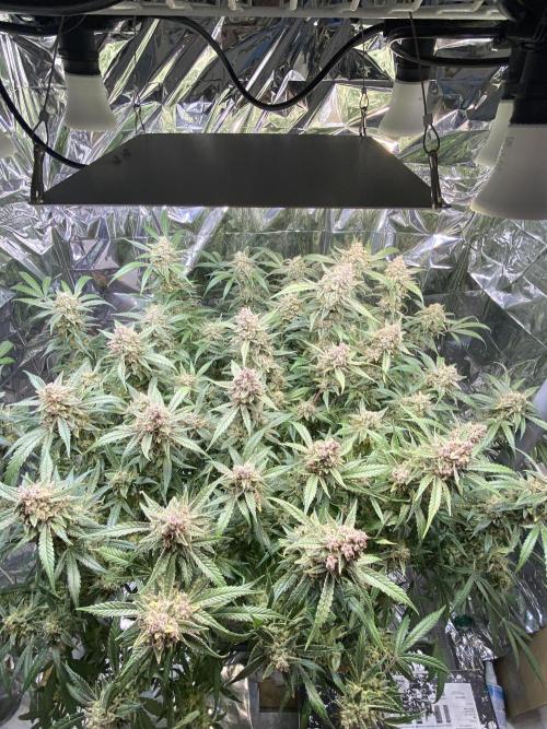 Diablos Delight Auto (SweetSeeds). Week 13